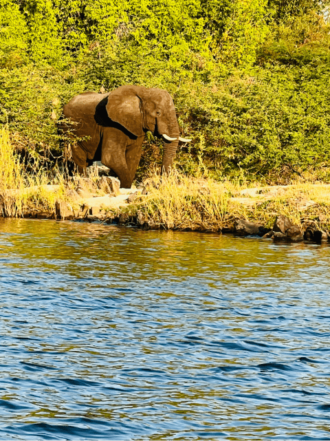 Zimbabwe_Elefant